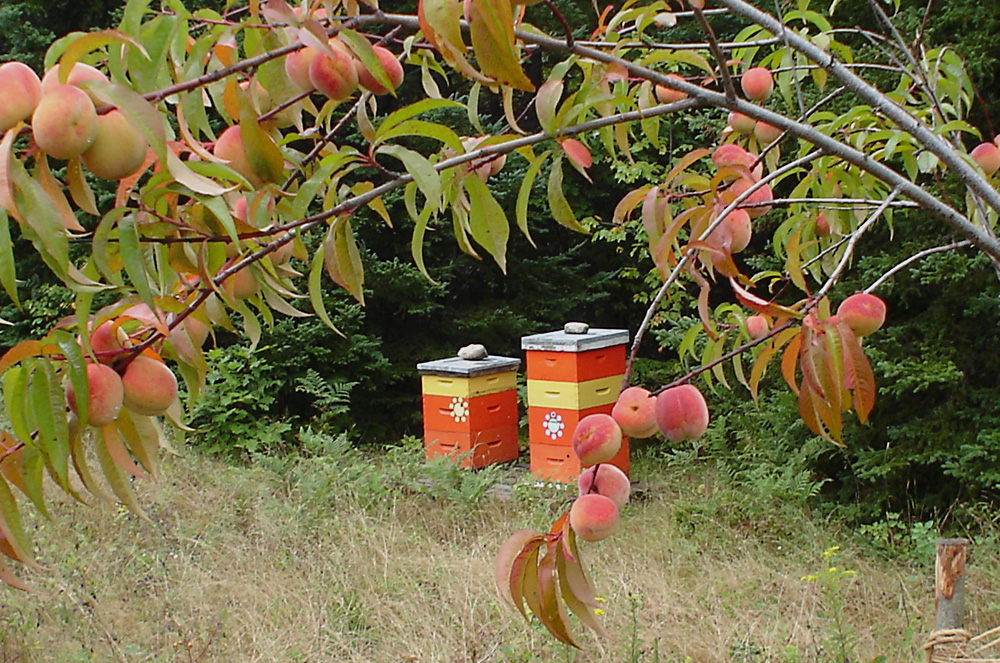 Picture: Honey Products