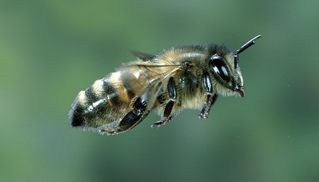 Picture of a Honey Bee