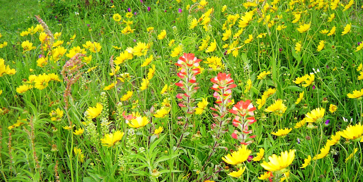 Picture: Bee Pasture