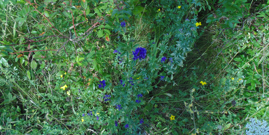 Picture: Bee Pasture