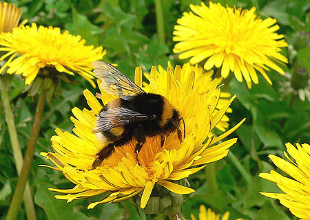 Picture: Tri-Coloured Bumblebee