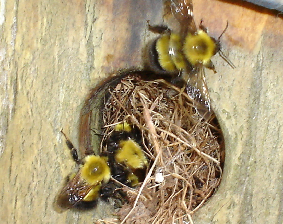 Picture: Half-Black Bumblebee