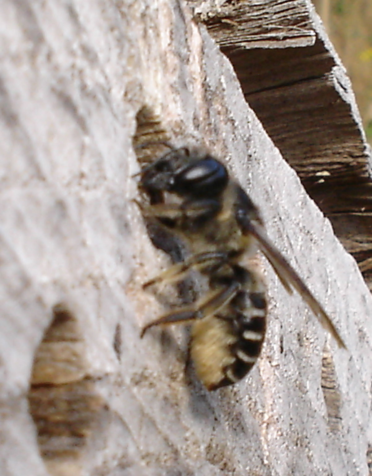 Picture: Leafcutter Bee