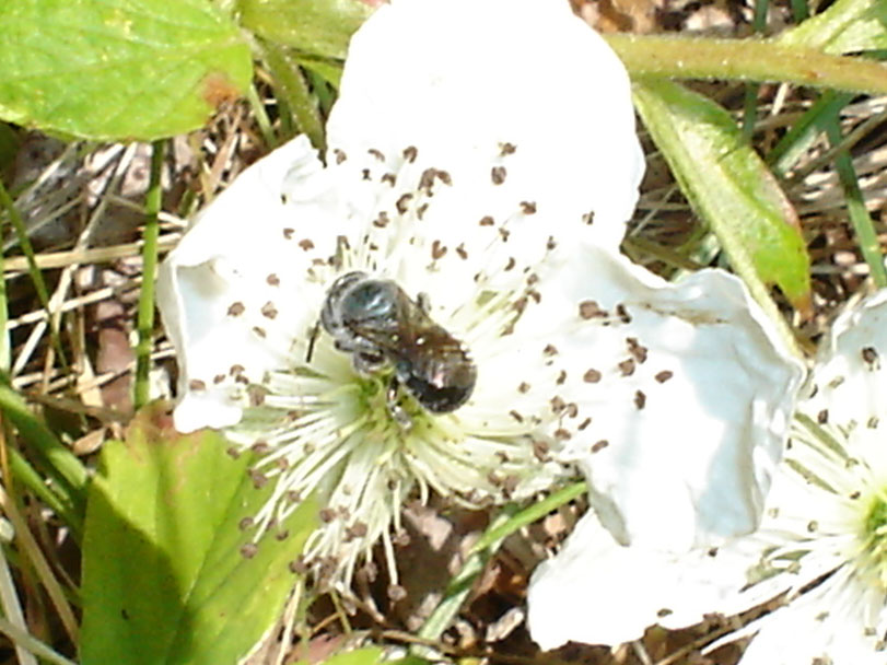 Picture: Mason Bee