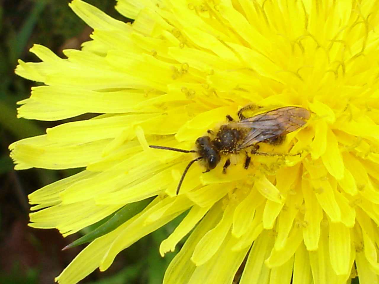 Picture: Tiny Carpenter Bee