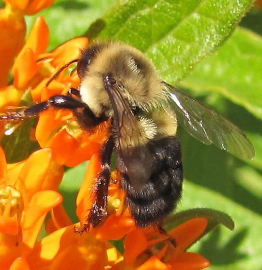 Picture: Bombus impatiens