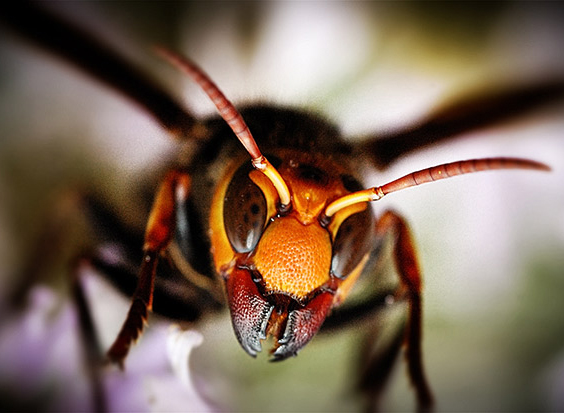 Picture: Vespa manadarinia