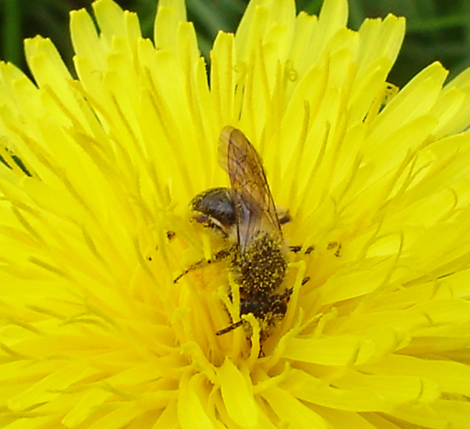 Picture: Certina calcarata