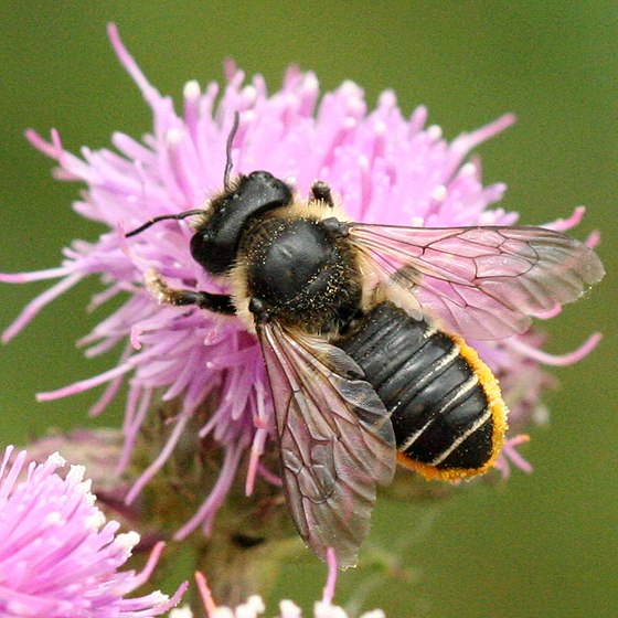 Picture: Megachile inermis