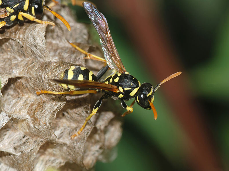 Picture: Polistes dominula