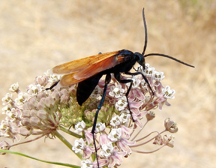 Picture: Pepis formosa