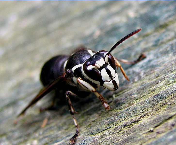 Picture: Dolichovespula maculata