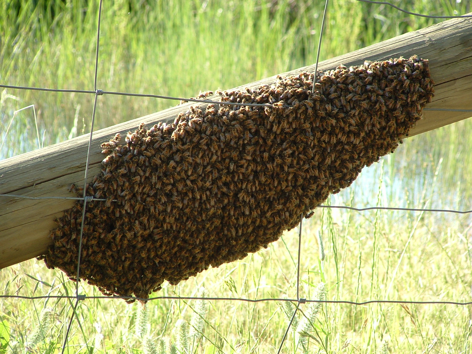 Picture of Swarm on a Fence